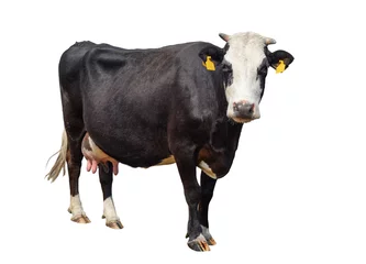 Foto op Plexiglas Grappige schattige koe geïsoleerd op wit. Zwart-witte koe die de camera bekijkt. Grappige nieuwsgierige koe. Boerderijdieren. Koe, staande ten voeten uit voor witte achtergrond, huisdier koe op wit. © esvetleishaya