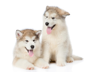 Two alaskan malamute puppies lying in front view. isolated on white