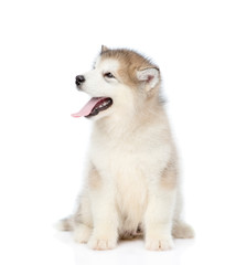 Portrait alaskan malamute puppy. isolated on white background