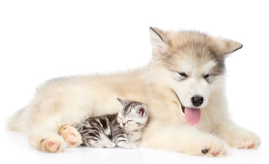 Tiny cat sleep with alaskan malamute puppy. isolated on white 