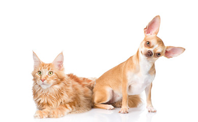 Funny puppy and maine coon cat together. isolated on white 
