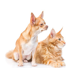 Chihuahua puppy and maine coon cat looking away. isolated on white