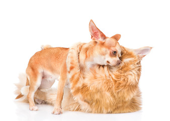 Obraz premium fight cats and dogs. isolated on white background