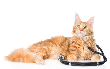Maine coon cat with a stethoscope. isolated on white background