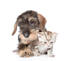 Wire-haired dachshund puppy hugging tiny kitten. isolated on white 