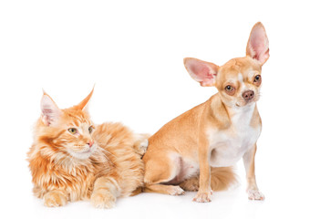 Little puppy and maine coon cat together. isolated on white 