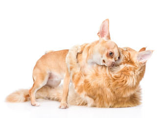 Cat hugs puppy. isolated on white background