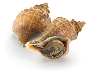 tsubu gai, ezo neptune, japanese whelk, neptunea polycostata scarlato