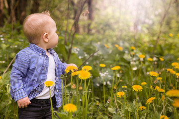 Portrait of cute little toddler boy making his first steps in the park on sunny day. Small child on the dandelions meadow.