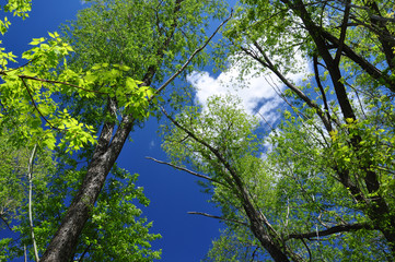 Obraz premium Trees of green on background of blue sky