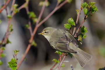 Phylloscopus trochilus sitting on a branch.