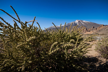 Natural Park of Teide, Tenerife, Canary, Espana
