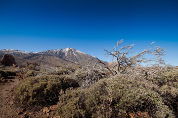 Natural Park of Teide, Tenerife, Canary, Espana
