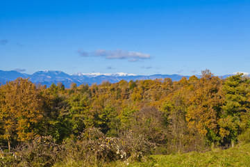 oak and pine forest with a snowed Pyrenean mountains background