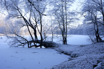 Waldsee im Winter