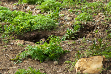 Cute wild gopher looking out of hole