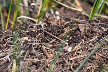 Ants hive in steppe