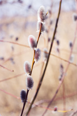 Willow seals on the background of nature. Shallow depth of field, selective focus, author's processing © ksana_uk