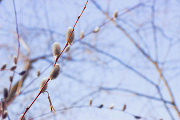 Willow seals on the background of nature, blue sky. Shallow depth of field, selective focus, author's processing