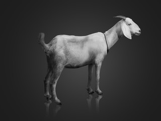 goat dressed in black and white. On a black background.