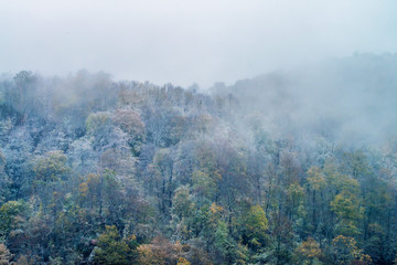 Fantastic winter forest