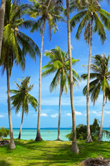 Coconut palm trees on a tropical island