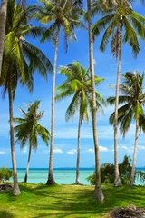 Printed kitchen splashbacks Tropical beach Coconut palm trees on a tropical island