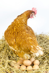 full body of brown chicken hen standing isolated white background use for farm animals and livestock theme