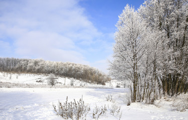 nature in winter