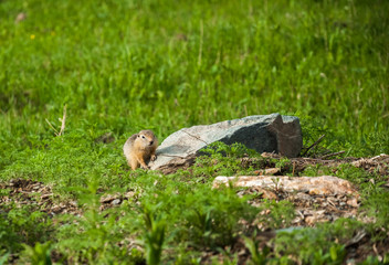 Cute wild gophers in the grass