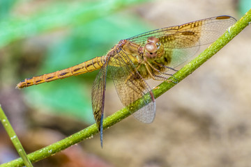 Dragonfly