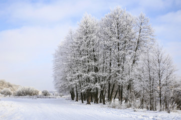 nature in winter