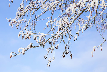 nature in winter