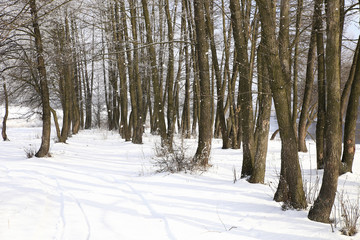 Fototapeta premium nature in winter