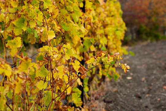 View of vineyards in autumnal colors ready for harvest and production wine. winemaking concept