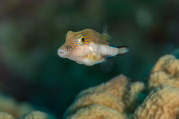 Small puffer fish
