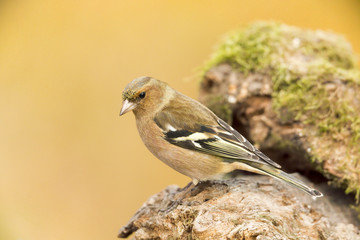 common chaffinch