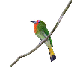 Red bearded Bee eater(Nyctyomis amictus Temmick), beautiful bird isolated on branch, female.