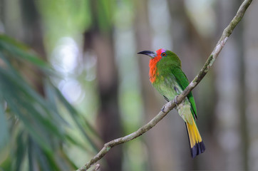 Red bearded Bee eater(Nyctyomis amictus Temmick), beautiful bird on branch, female.