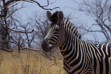 Zebra 