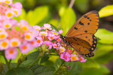 Butterfly Tawny Coster (Acraea violae)