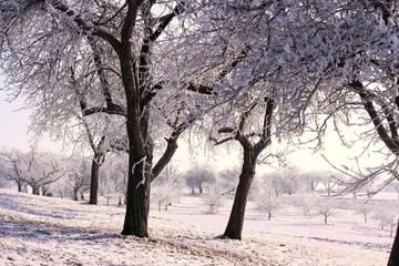 Eiskalter Wintertag auf der Streuobstwiese