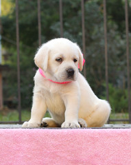 the little labrador puppy on a pink background