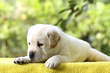 the little labrador puppy on a yellow background