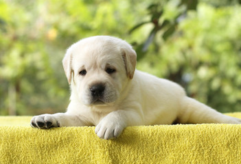 a little labrador puppy on a yellow background