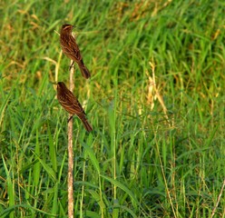 Warbler Duo Perched Together