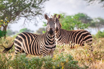 Fototapeta na wymiar Wild zebras on savanna, Kenya, East Africa
