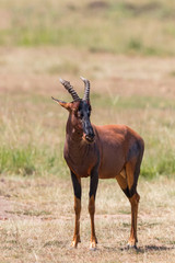 Watchful Topi standing on savanna watching