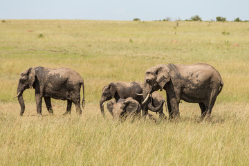 Fototapeta na wymiar Elephants on the savanna in Masai Mara national park