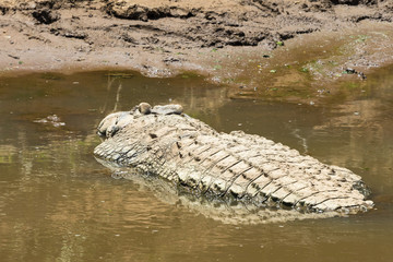 Nile crocodile lying in the river